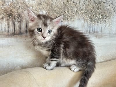 big Black Silver Maine Coon Kitten for sale in texas