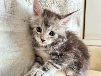 black Silver Jaques maine coon kitten for sale