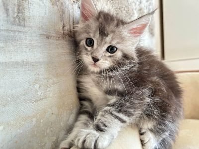 bellspurr black Silver Jaques maine coon kitten