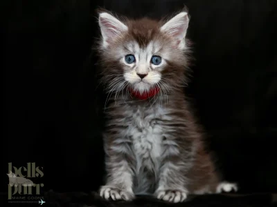 Springsteen Blue Tabby Maine Coon Kitten