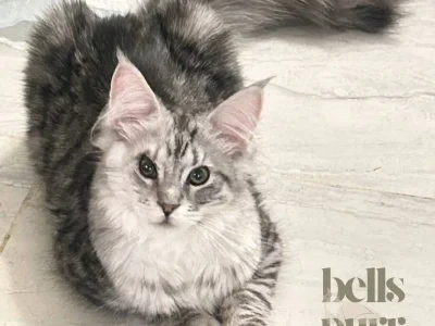 Adorable Maine Coon kittens available now at Bellspurr breeder.
