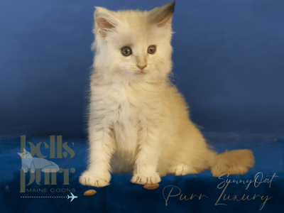 Sunny Oat – Red Smoke Male Maine Coon Kitten for Sale