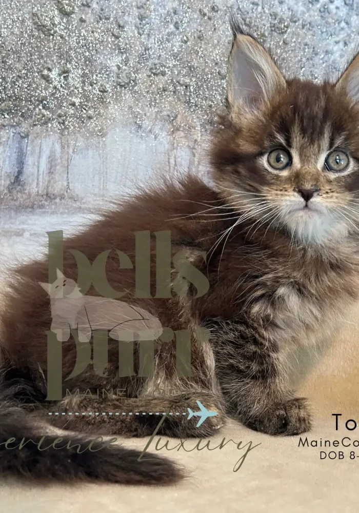 Maine Coon kitten with fluffy fur and large eyes, featuring Bellspurr branding, showcasing the breed's luxurious appearance and charm.