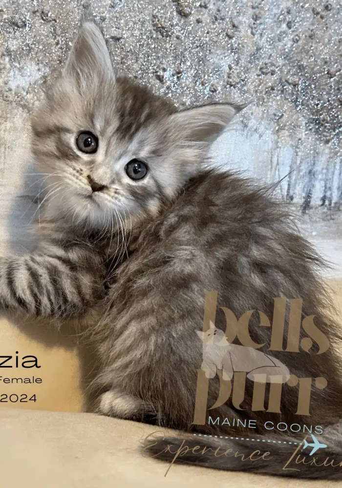 Maine Coon Kittens For Sale - Venezia