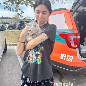 Venezia--maine-coon-kitten-delivery