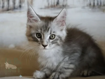 Zane Black Silver Tabby