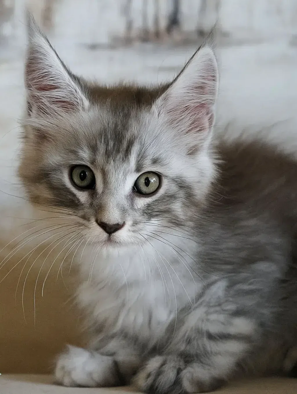 Zane Black Silver Tabby