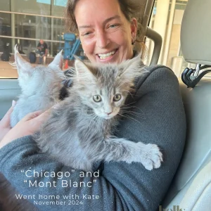 bellspurr-chicago -european -maine-coon-cat-kittens-delivery