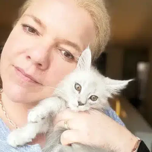 Woman holding a fluffy gray Maine Coon kitten, both looking at the camera, illustrating the affectionate bond between cat and owner.