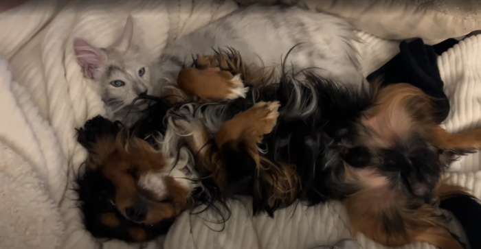 maine coon cat with dog maine-coon-cat-personality