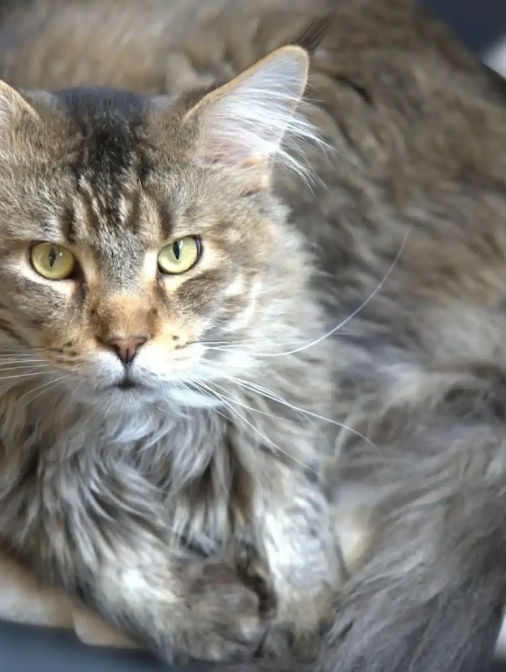 Black Amber Classic Tabby Maine Mom Makse