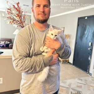 Chinchilla-Maine Coon-kittens-delivery