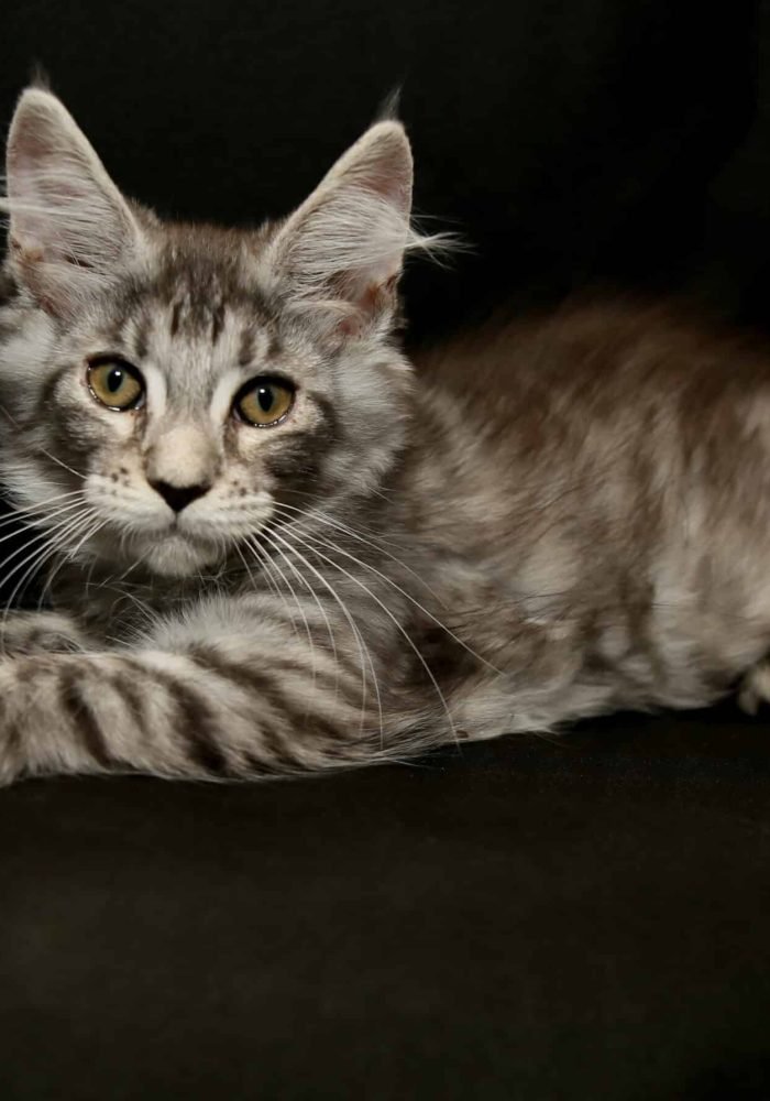Silver Maine Coon kitten with striking eyes, lying on a dark surface, showcasing its unique coat pattern and playful demeanor.