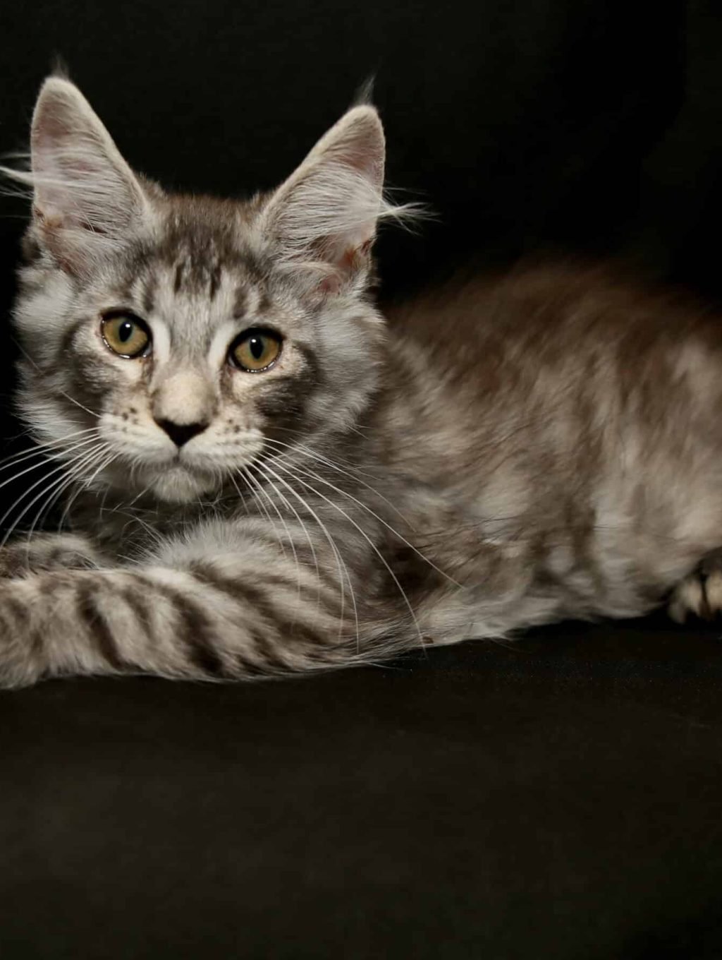 Metallica Black tabby Maine Coon Female available for sale