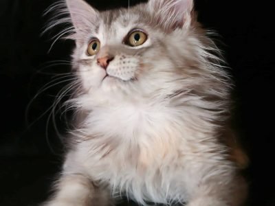 Sage – Black Silver Female Maine Coon Kitten for Sale