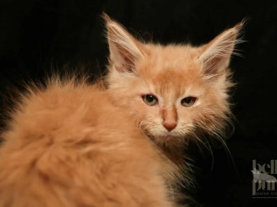 Sandy Dune – Red Silver and White Male Maine Coon Kitten for Sale