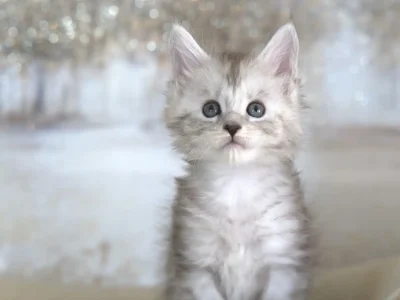 River-black-silver maine-coon-kitten-for-sale-in-texas