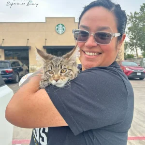 Tokyo -european -maine-coon-kitten-delivery
